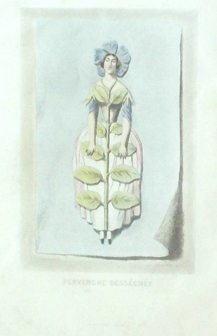 Grandville "Les Fleurs Animées" Pervenche 1847 