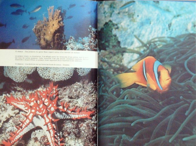 COUSTEAU-LA VIE ou la MORT des CORAUX-DIOLE (Edit Flammarion) 1976