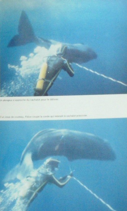 COUSTEAU-NOS AMIES les BALEINES-DIOLE (Edit Flammarion) 1976