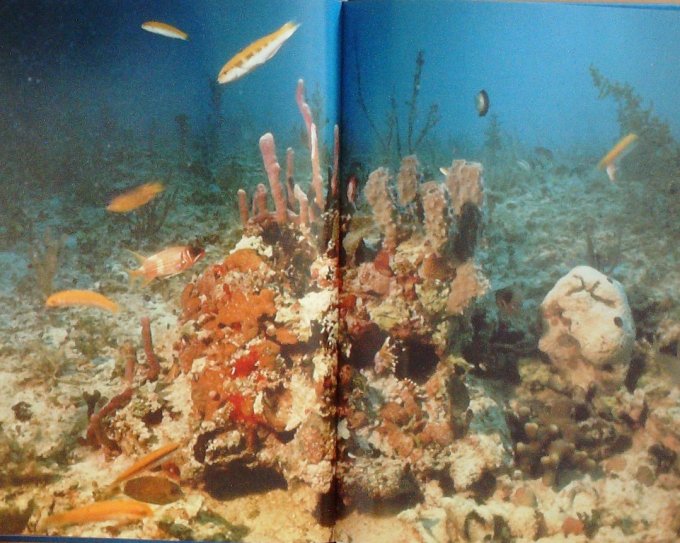 COUSTEAU-TROIS AVENTURES de la CALYPSO-DIOLE (Edit Flammarion) 1976